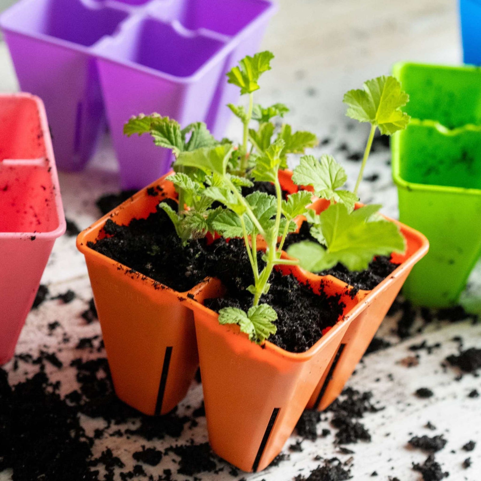 Multicolor 4 cell lifestyle