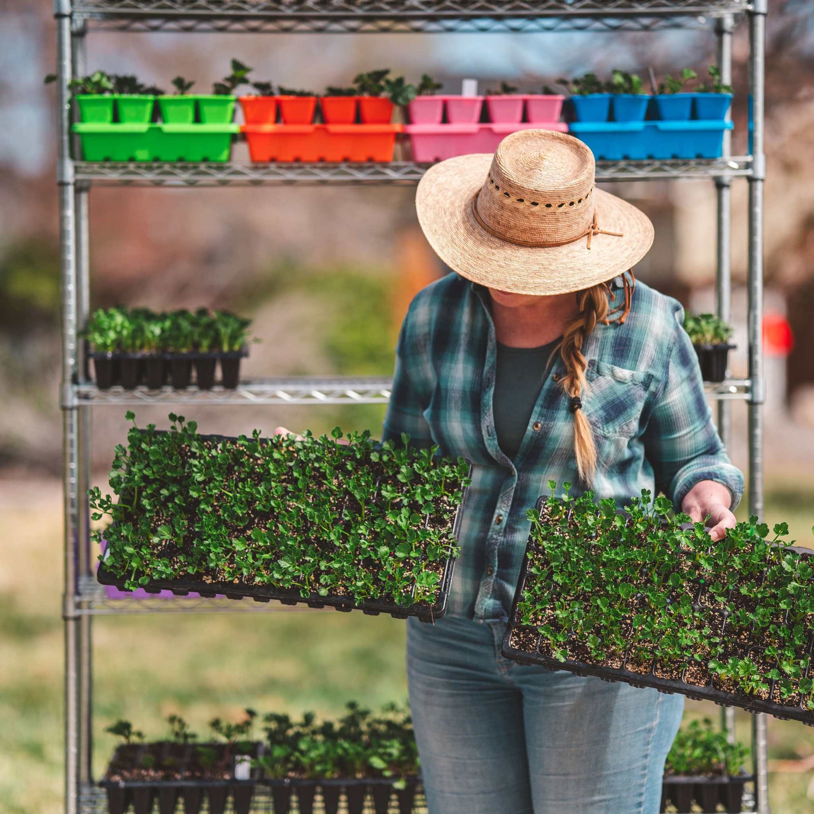 flower farmer holding 72 cell trays of ranunculus plugs one handed