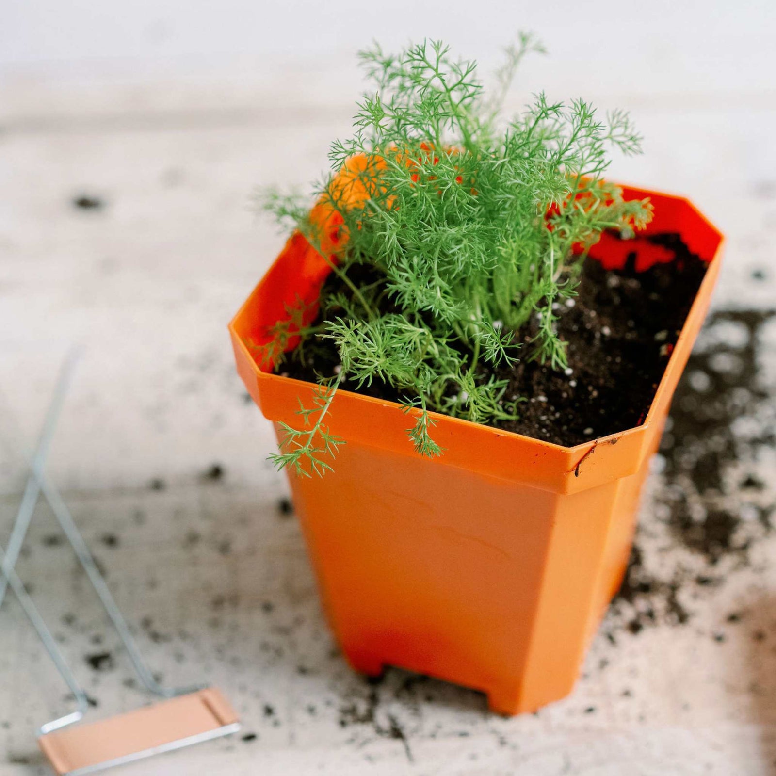 5" nursery pot in orange planted with herbs