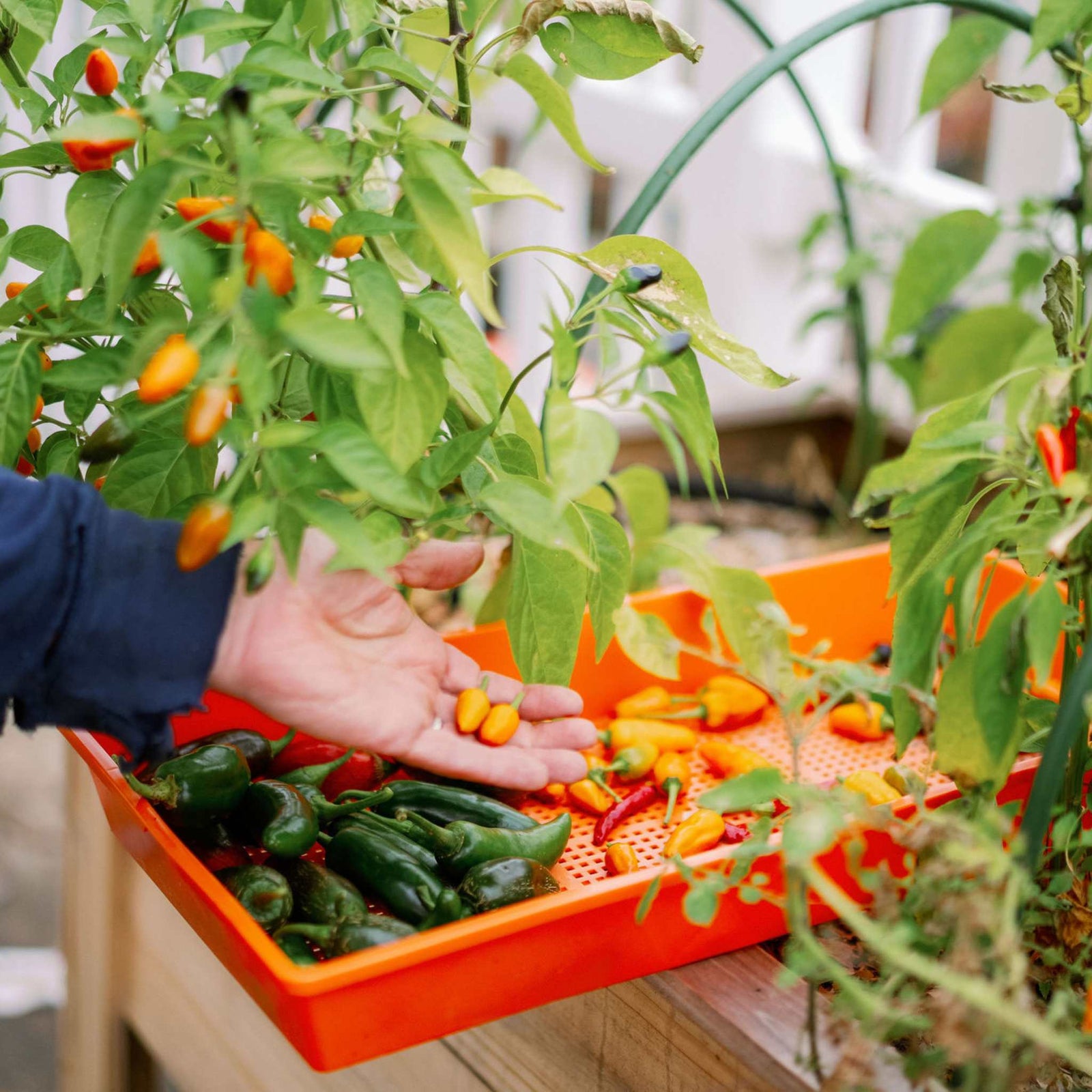 Harvesting peppers using an orange deep mesh tray