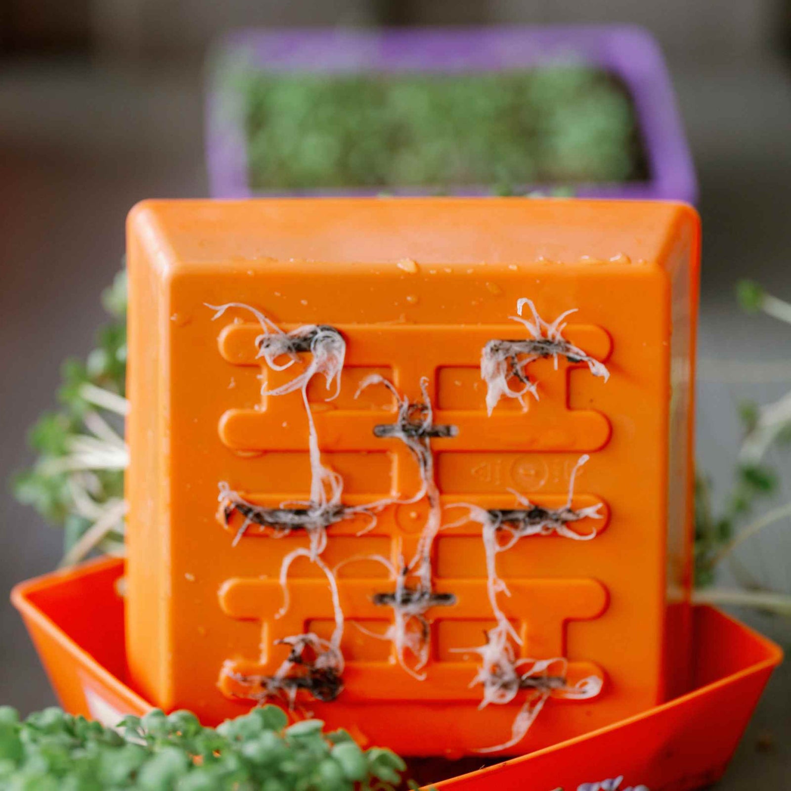 orange 5x5 microgreen tray with holes with roots growing out the bottom. The tray is tipped up and resting inside a tray with no holes.