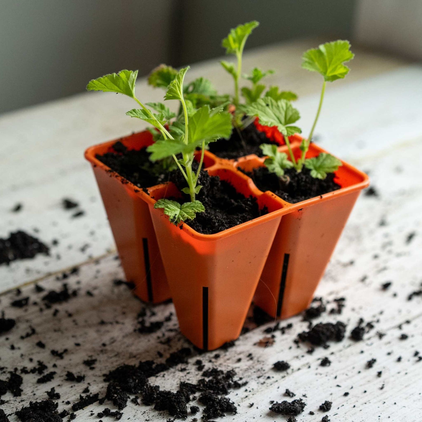 Orange 4 cell planted