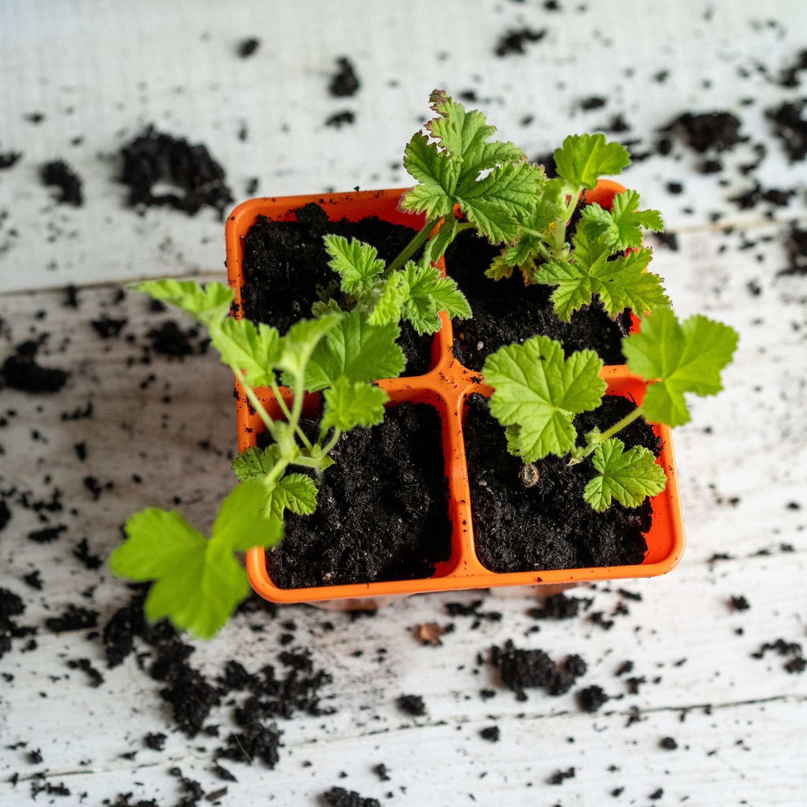 Orange 4 cell lifestyle