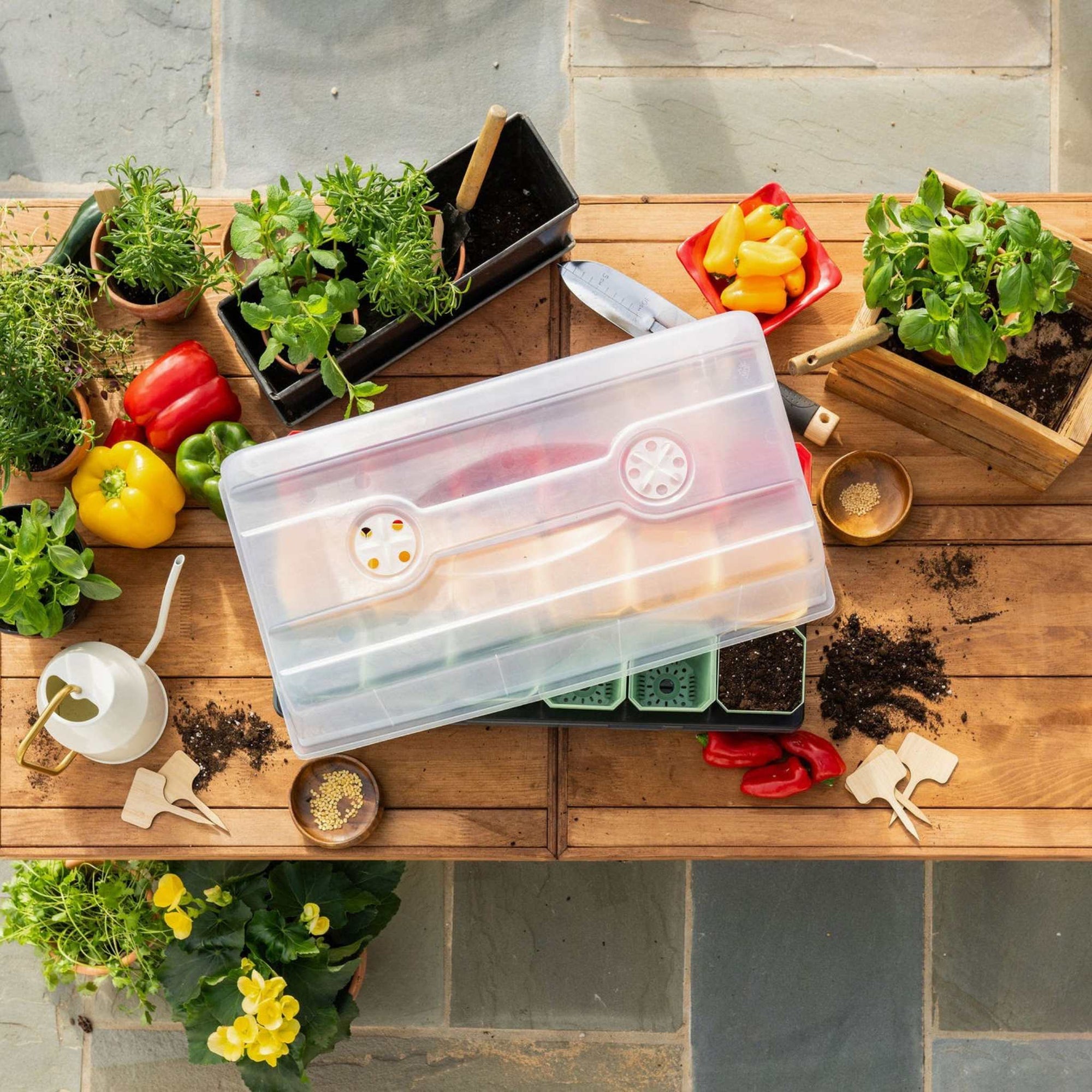 Overhead view of a wooden planting table with 1020 humidity dome covering red, green, and yellow 3 inch pots in a dark grey 1020 tray. Also on the table are young plants, peppers, watering can, and pepper seeds.