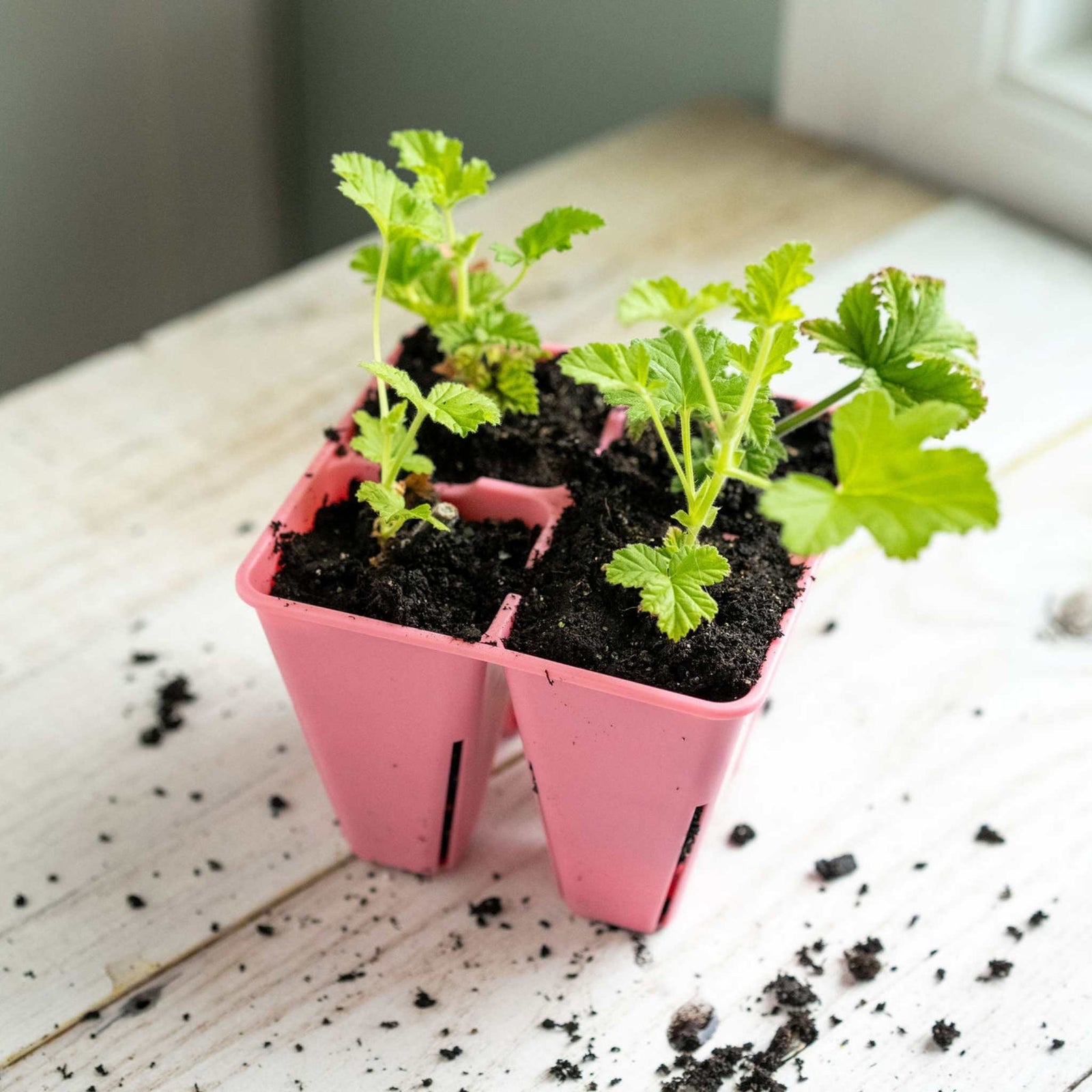 Pink 4 cell lifestyle