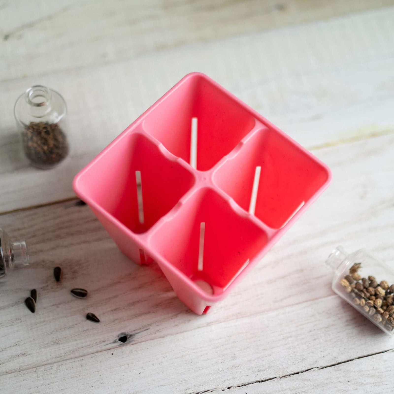 Pink 4 cell ready for planting