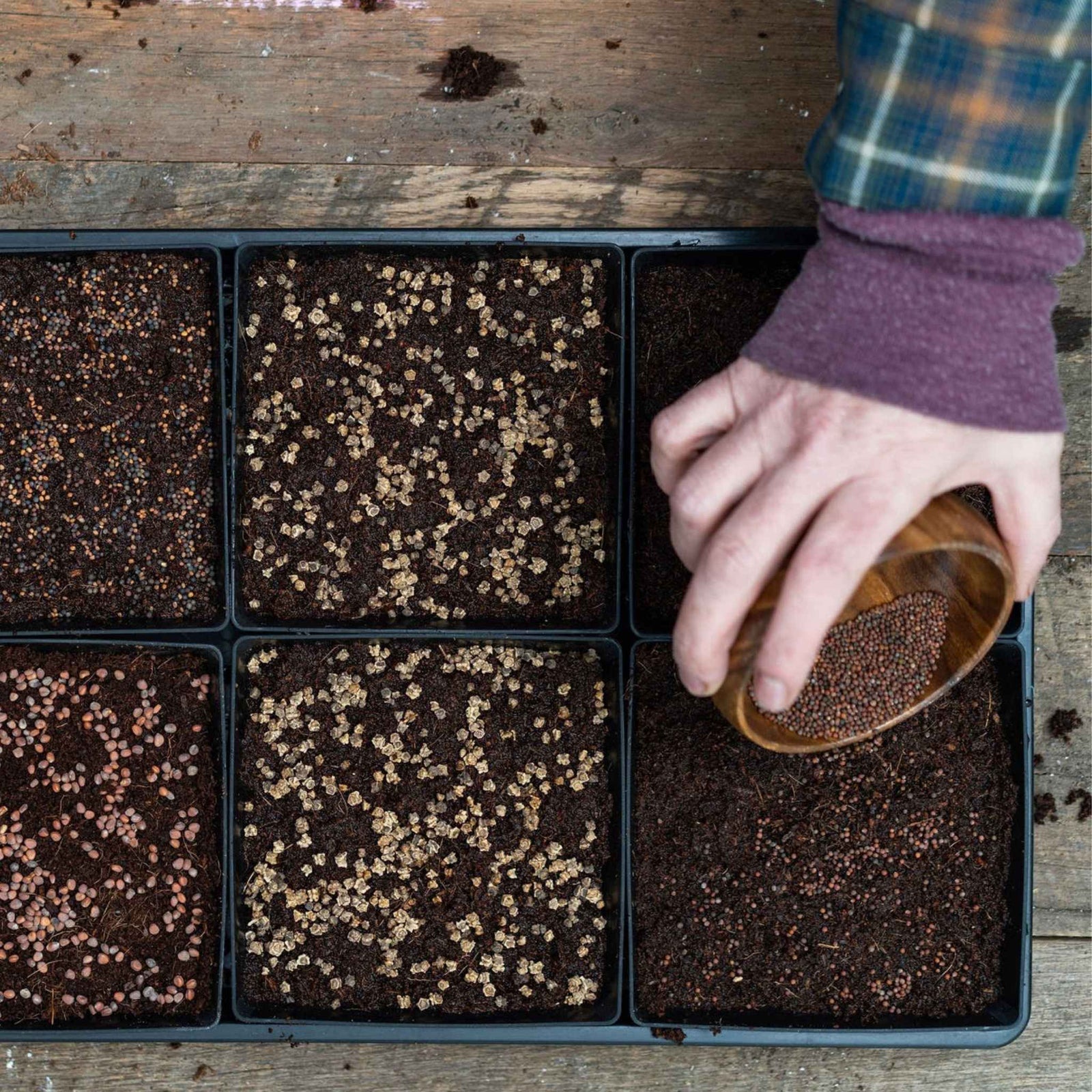 5 x5 grow trays in black seeded by woman