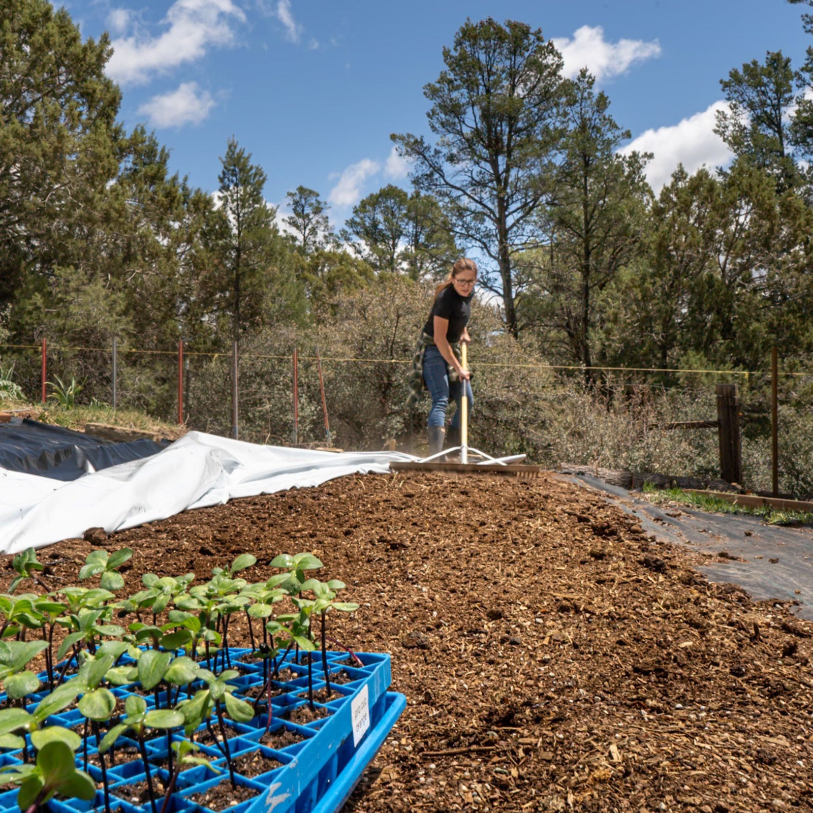 grower raking in compost over newly uncovered area before planting