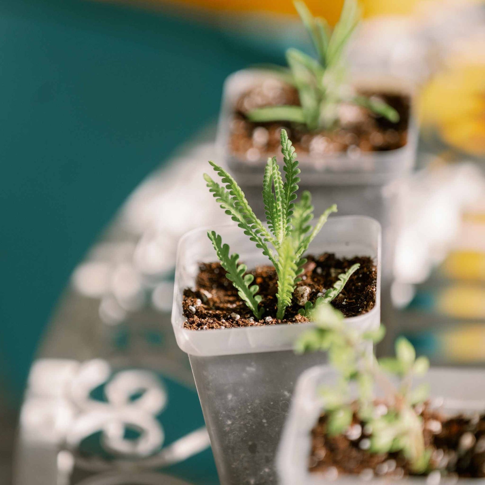 young french lavender in clear 2.5 inch seed starting pots from the propagation kit.