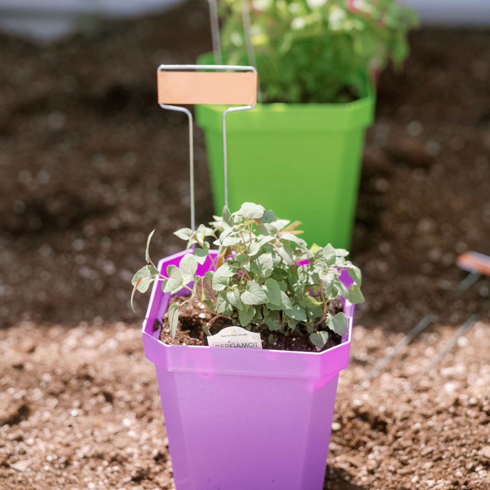 5" purple nursery pot and 5" green nursery pot planted with herbs