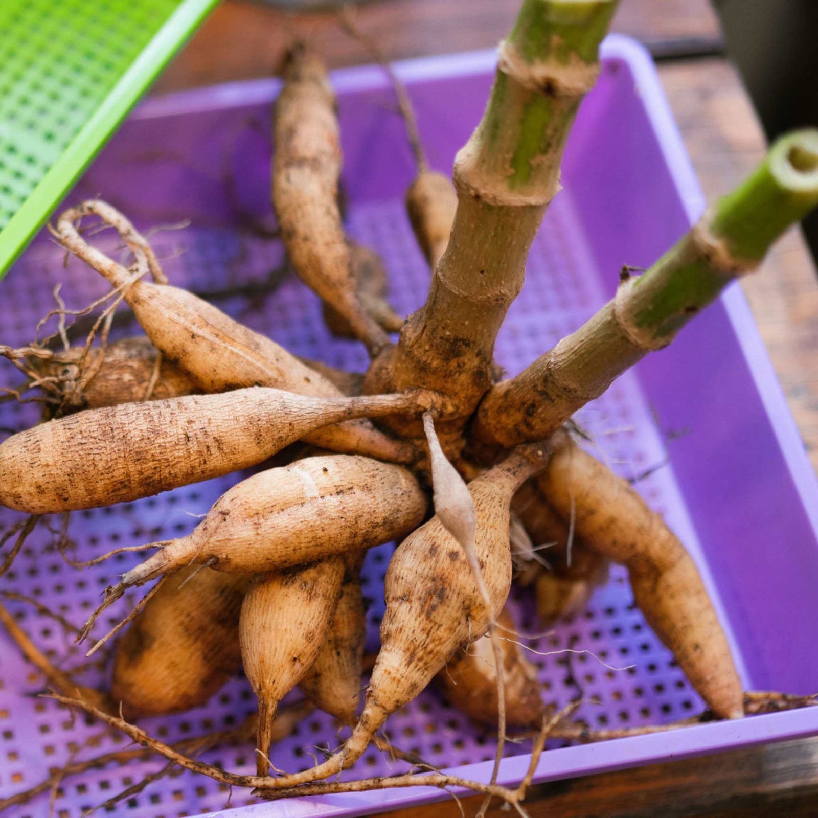 Cleaning dahlia tubers in purple deep mesh tray