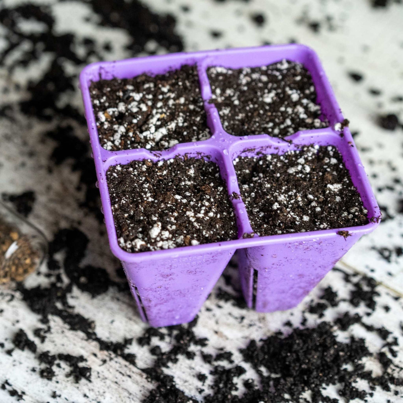 Purple 4 cell lifestyle