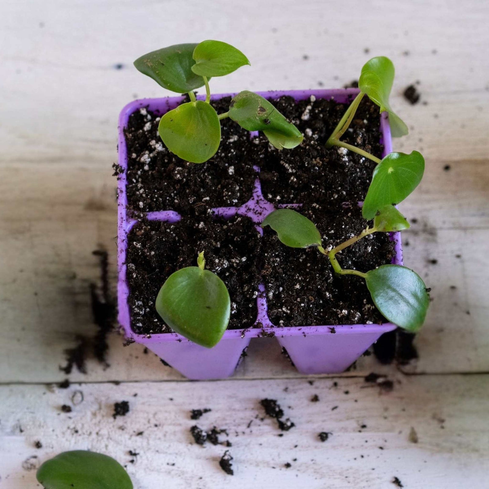 Purple 4 cell with cuttings