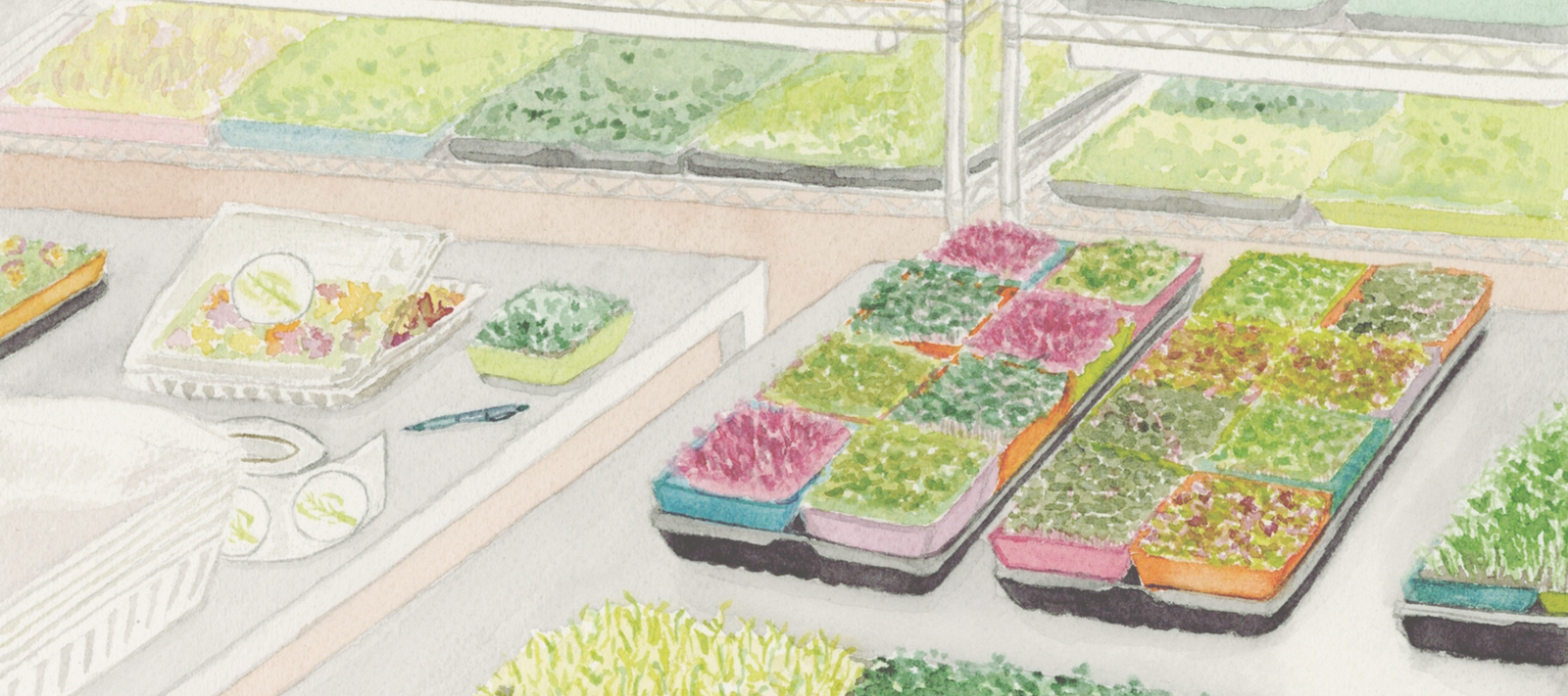 image of microgreens harvest station and harvested edible flowers with grow racks in the background stocked with trays of greens