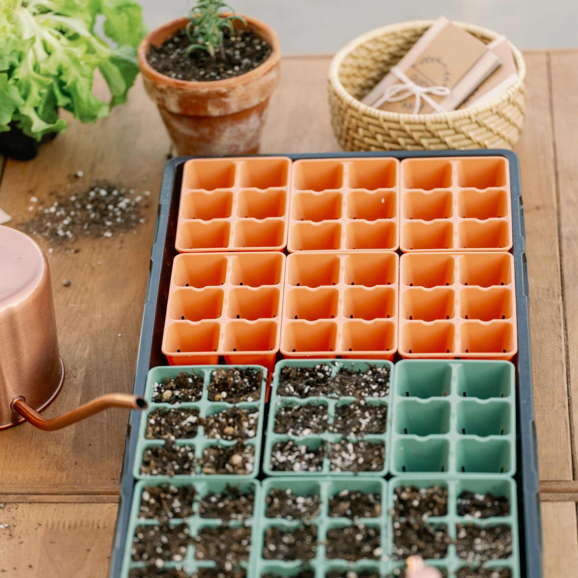 sage and chrystanthemum seed cell trays