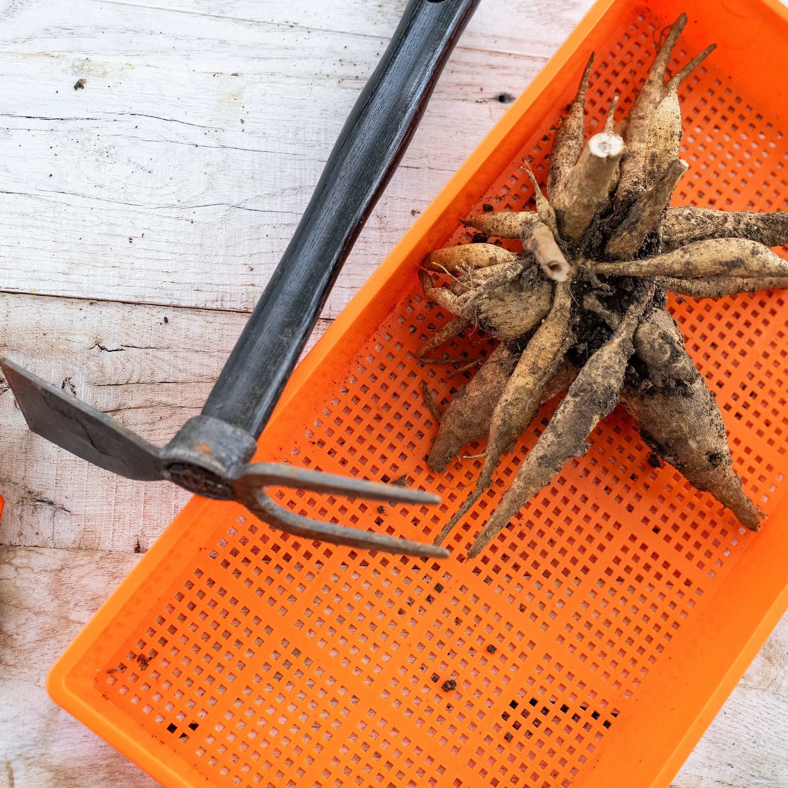 Small Hand Dual Function Garden Hoe with Fork 55721 with mesh tray and dahlia tubers