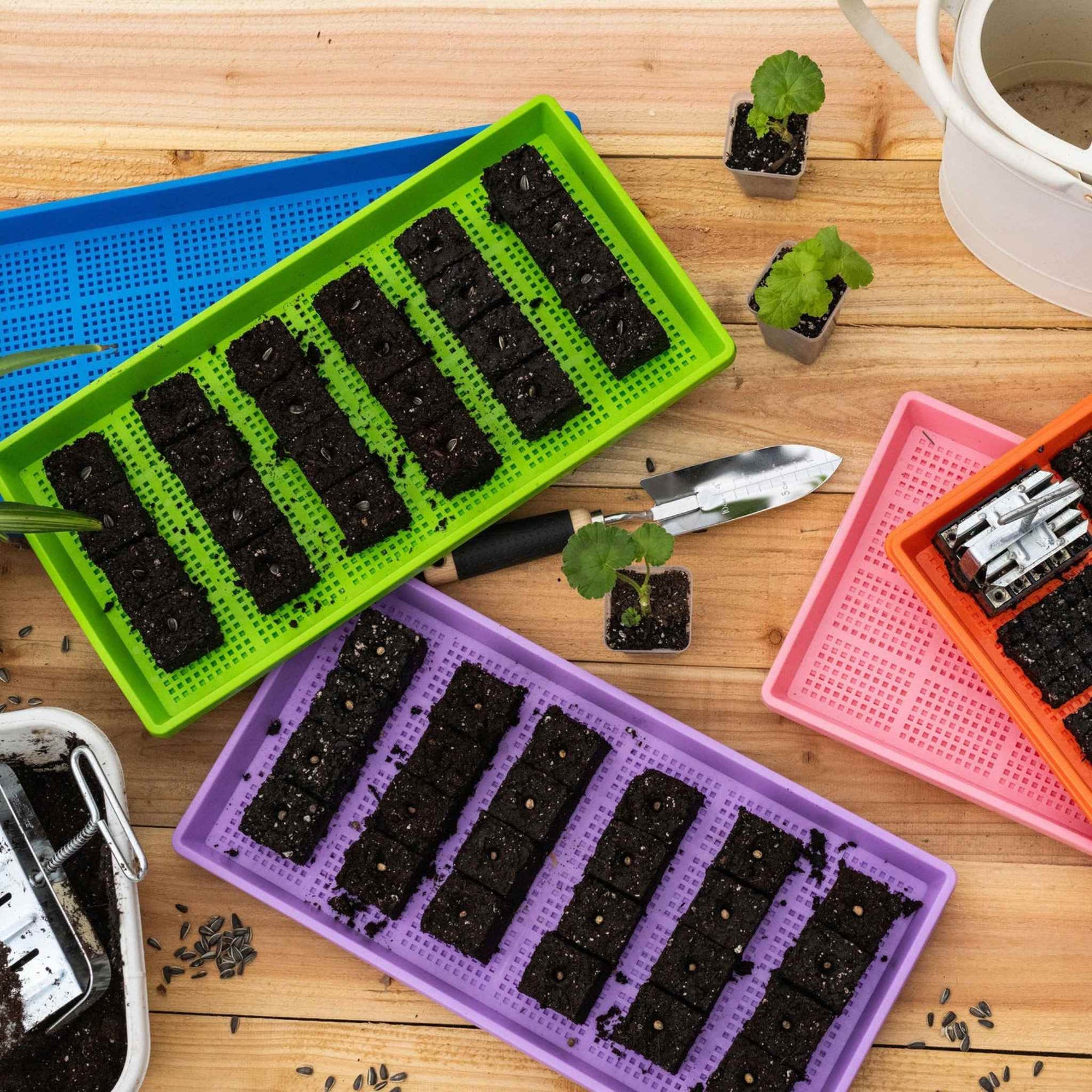 Soil Blocks on Pink, Orange, Blue, Green and Purple Trays with a watering can, trowels, and soil blockers