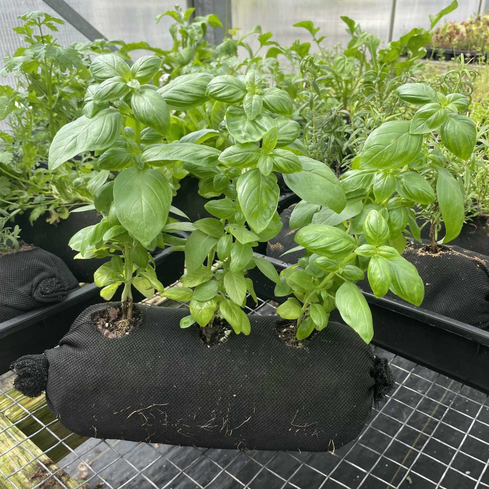Soil filled vardensok with basil