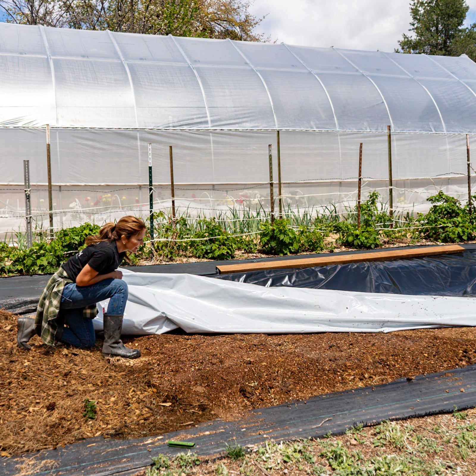 Grower uncovering silage tarped area for new garden plot