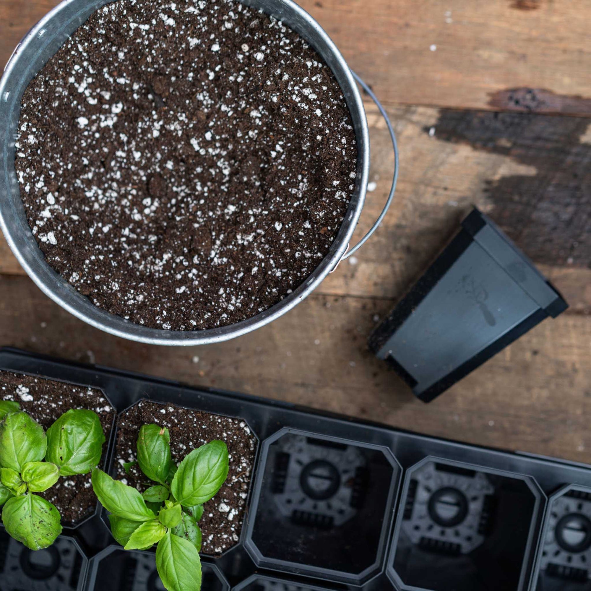 3 inch pots in 1020 tray with insert potting up Basil 