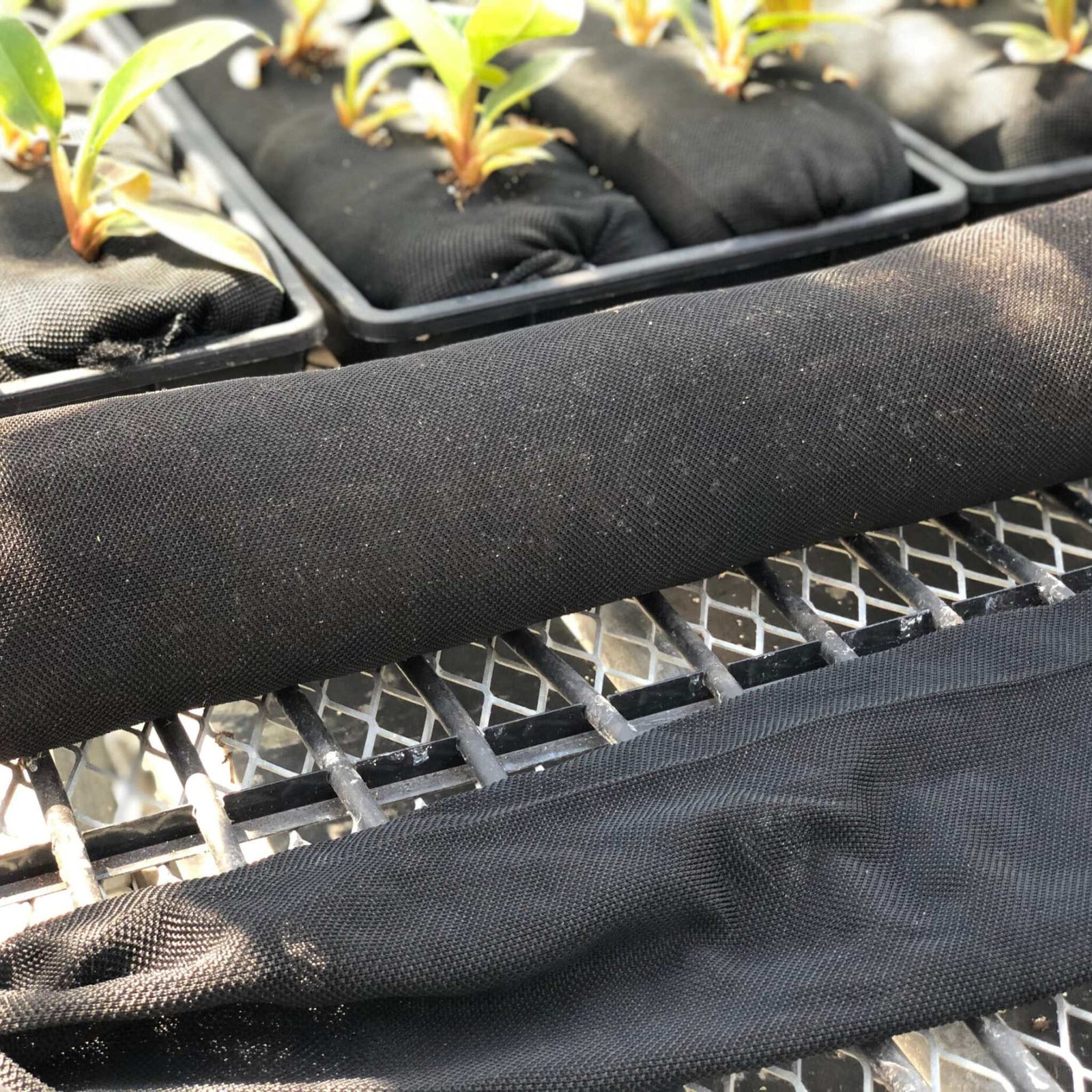Vardensocks filled and planted