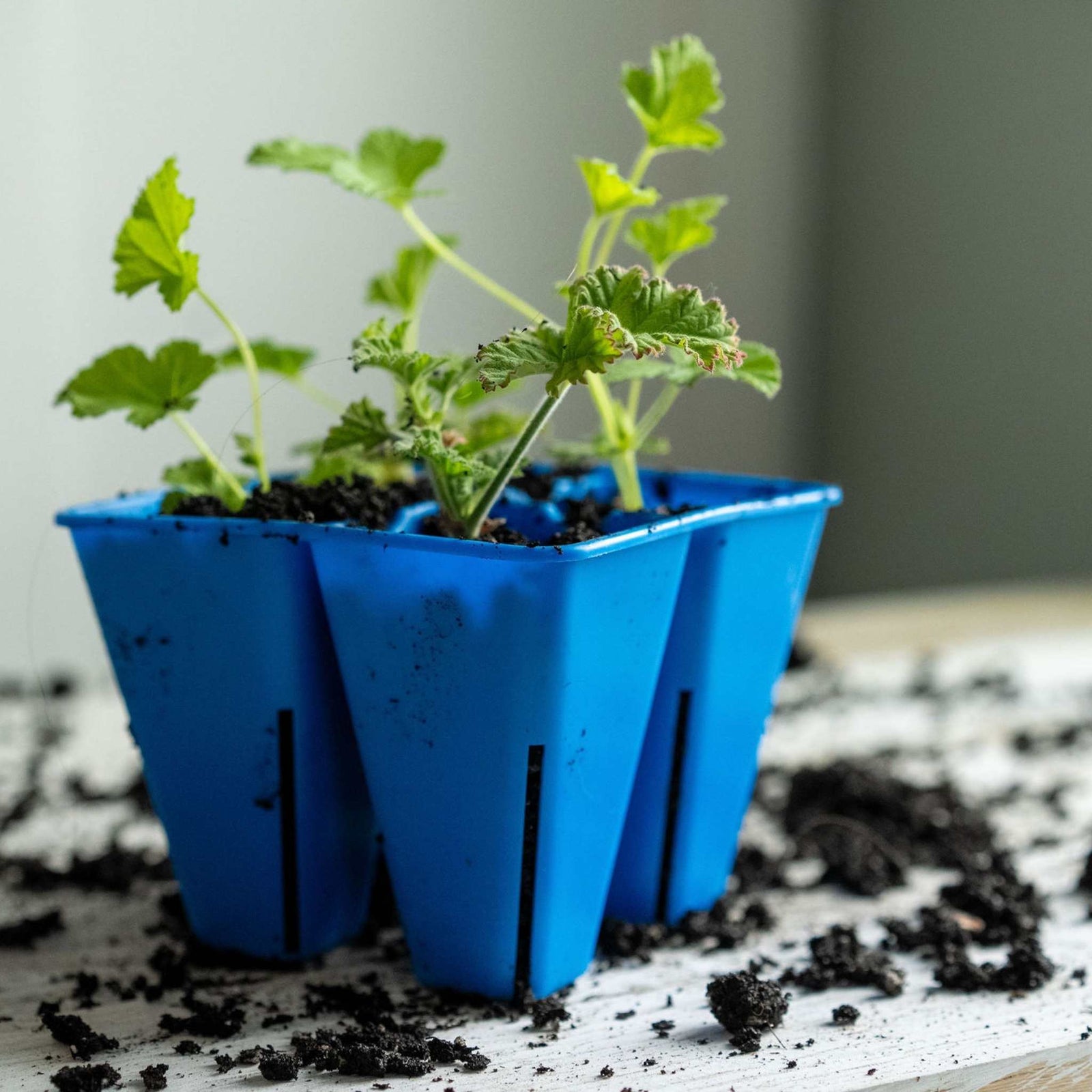 Blue 4 cell lifestyle