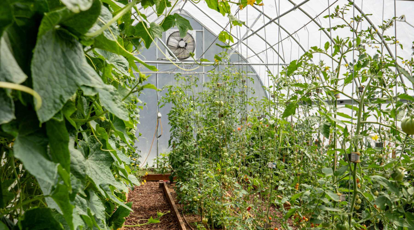 greenhouse with healthy plants and active ventilation