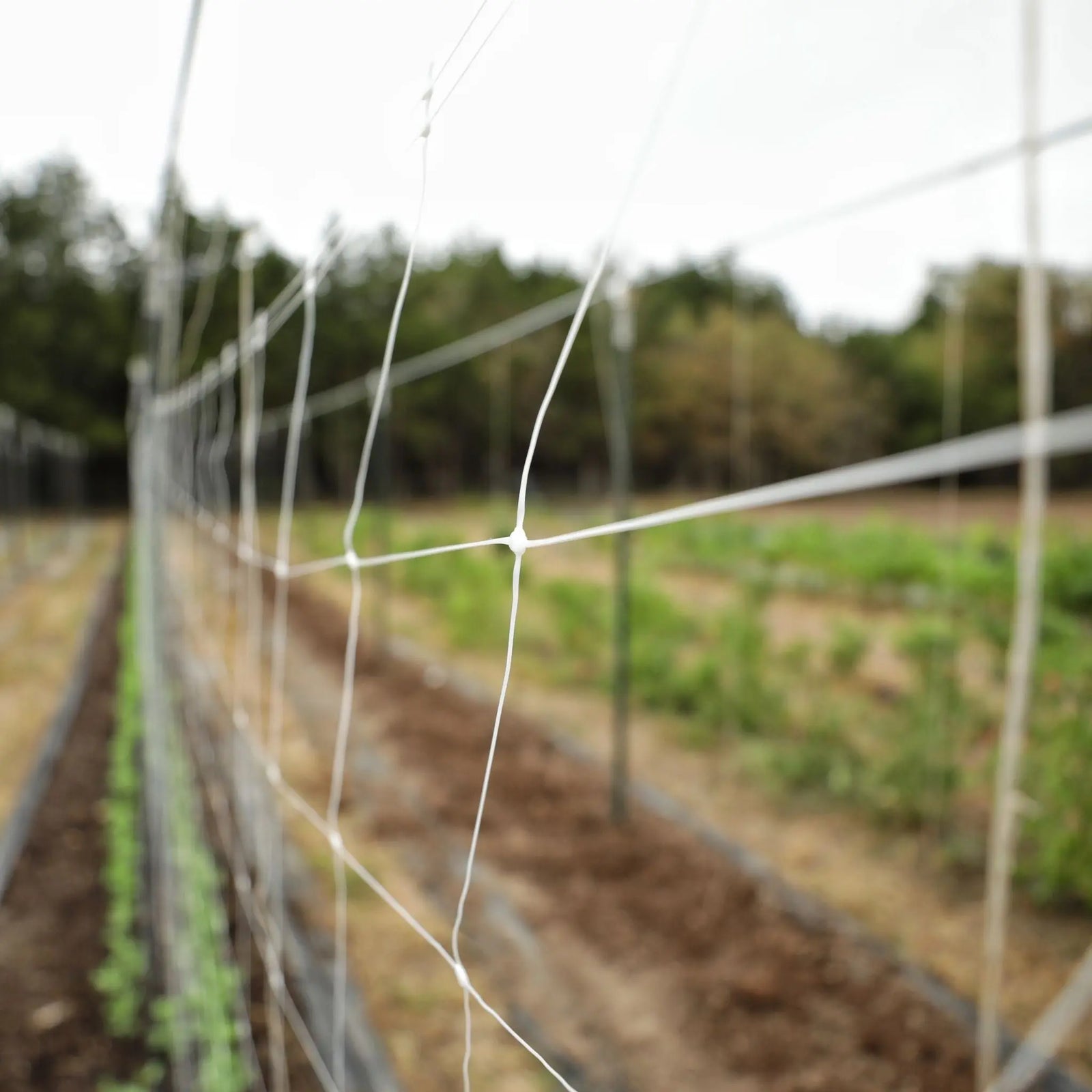 Garden Trellis Net