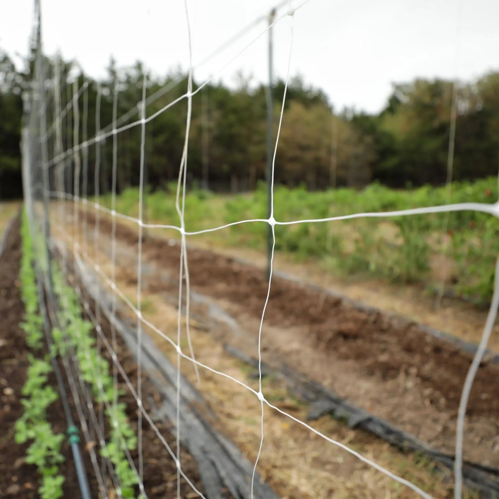 Plastic Netting for Garden Trellis