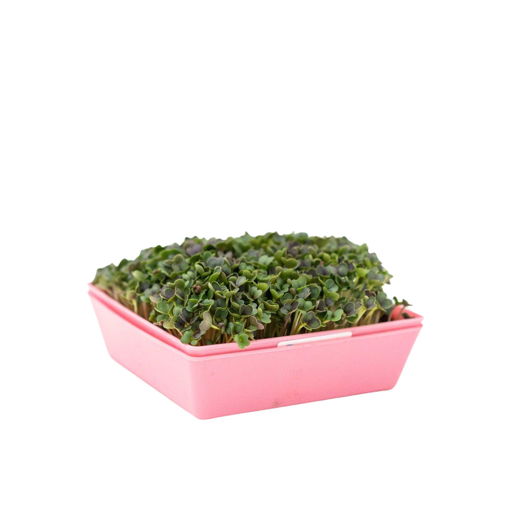 Pink shallow 5x5 tray with and without holes stacked planted with microgreens
