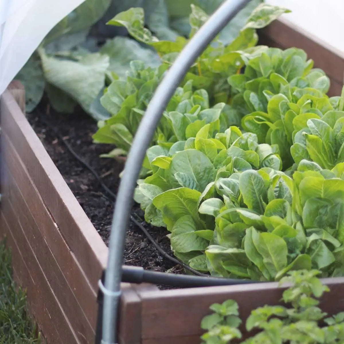 drip irrigation for raised beds installed in a lettuce bed