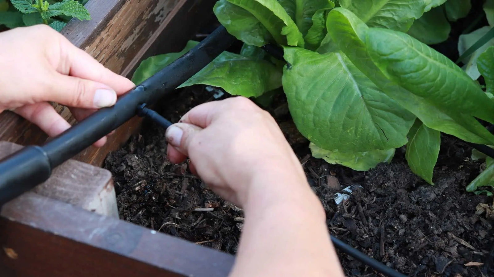 installing tubing into raised bed drip supply line