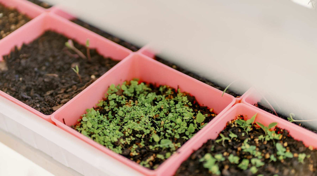 Seed starting in trays