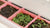 Seed starting in trays