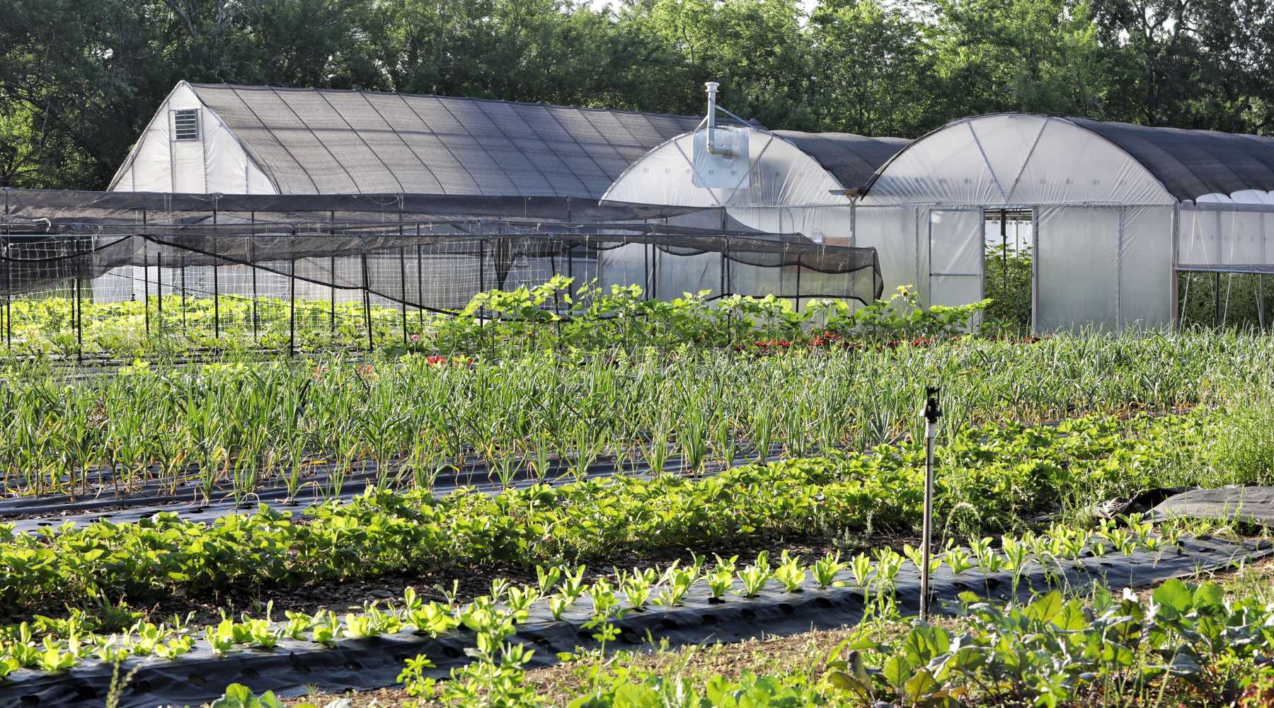 Shade cloth in hoop house