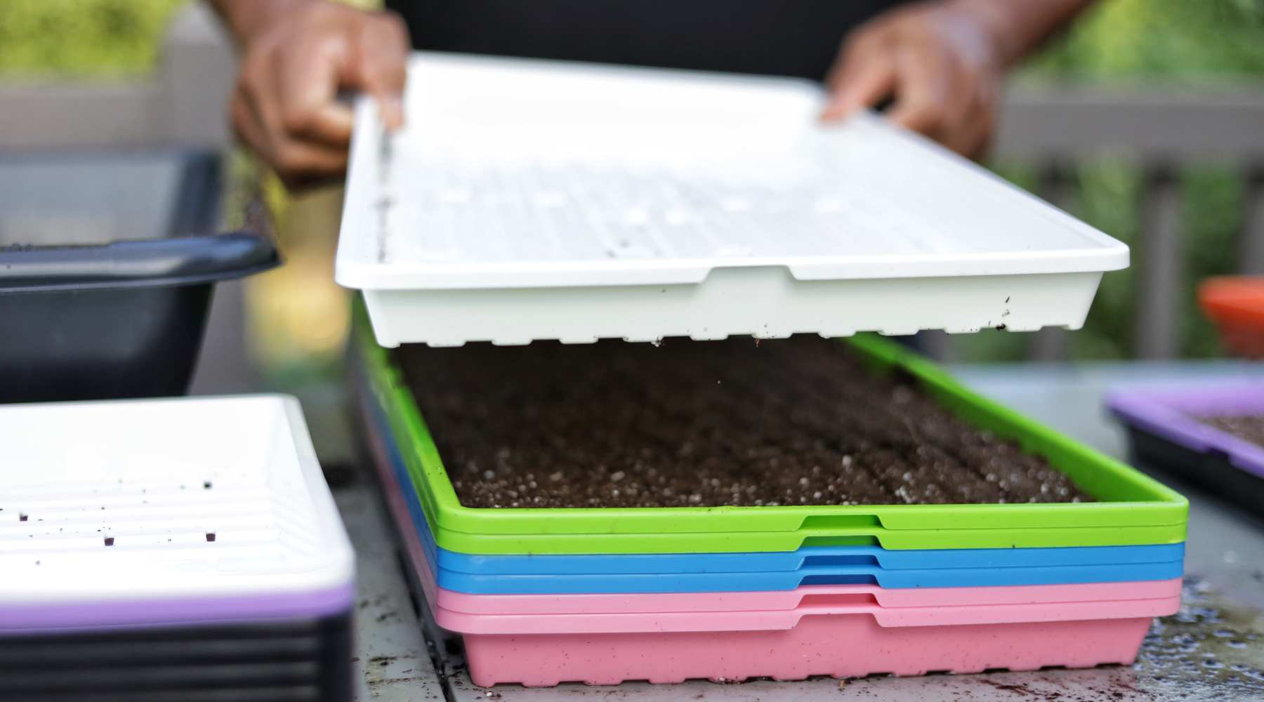 What is Your Microgreen Tray Color Based on Your Personality?