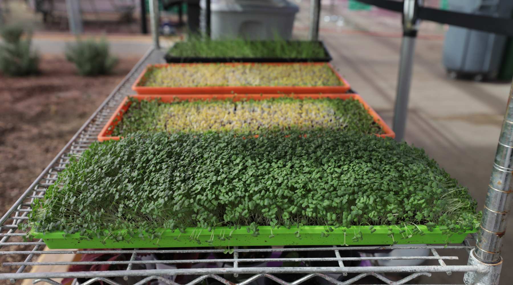 Microgreens- How to Combat and Prevent Mold