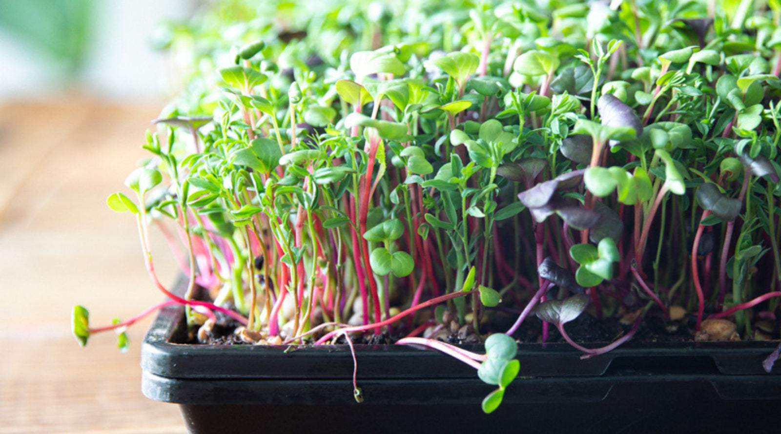 How to Water Microgreens
