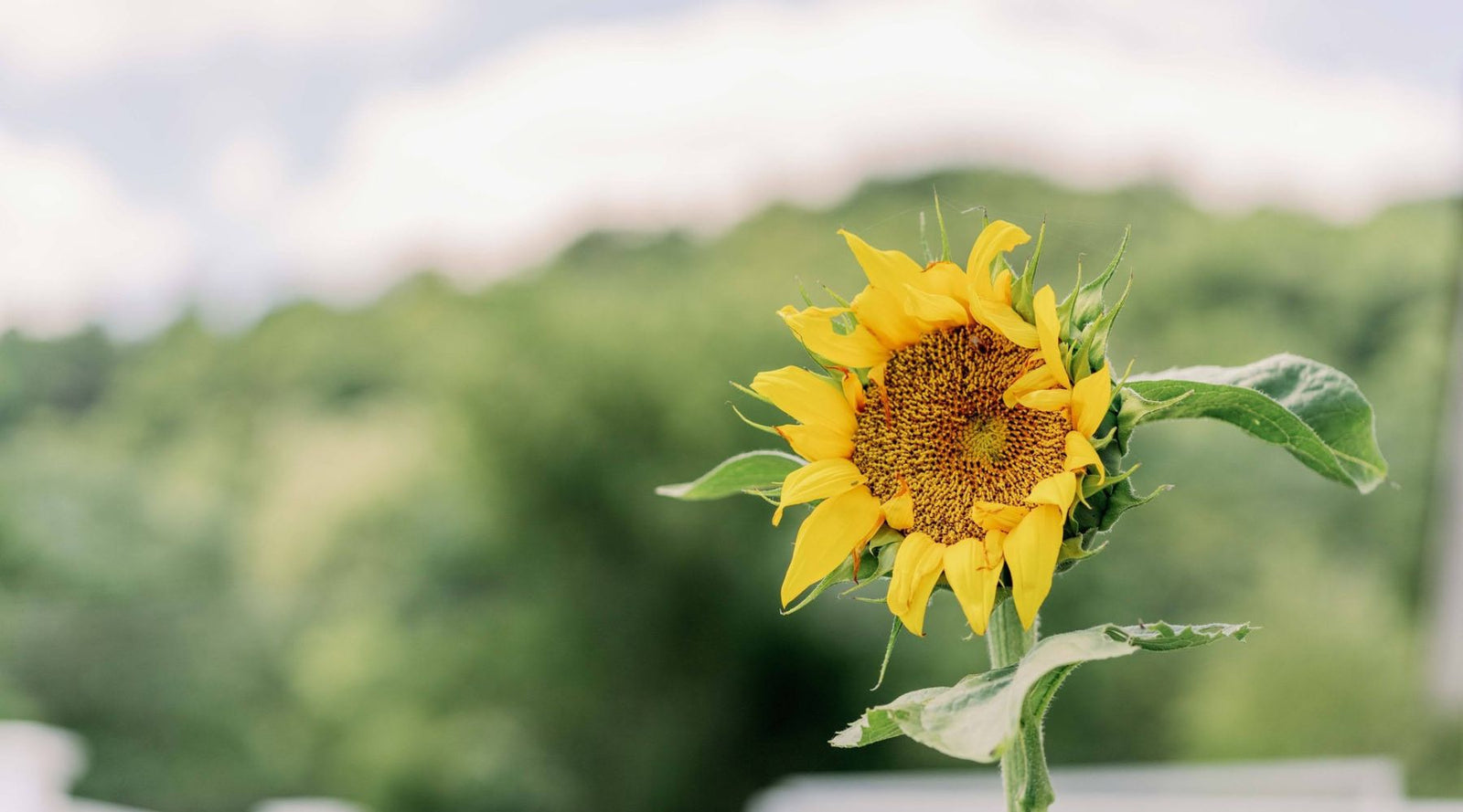 How To Grow Sunflowers For Cut Flowers