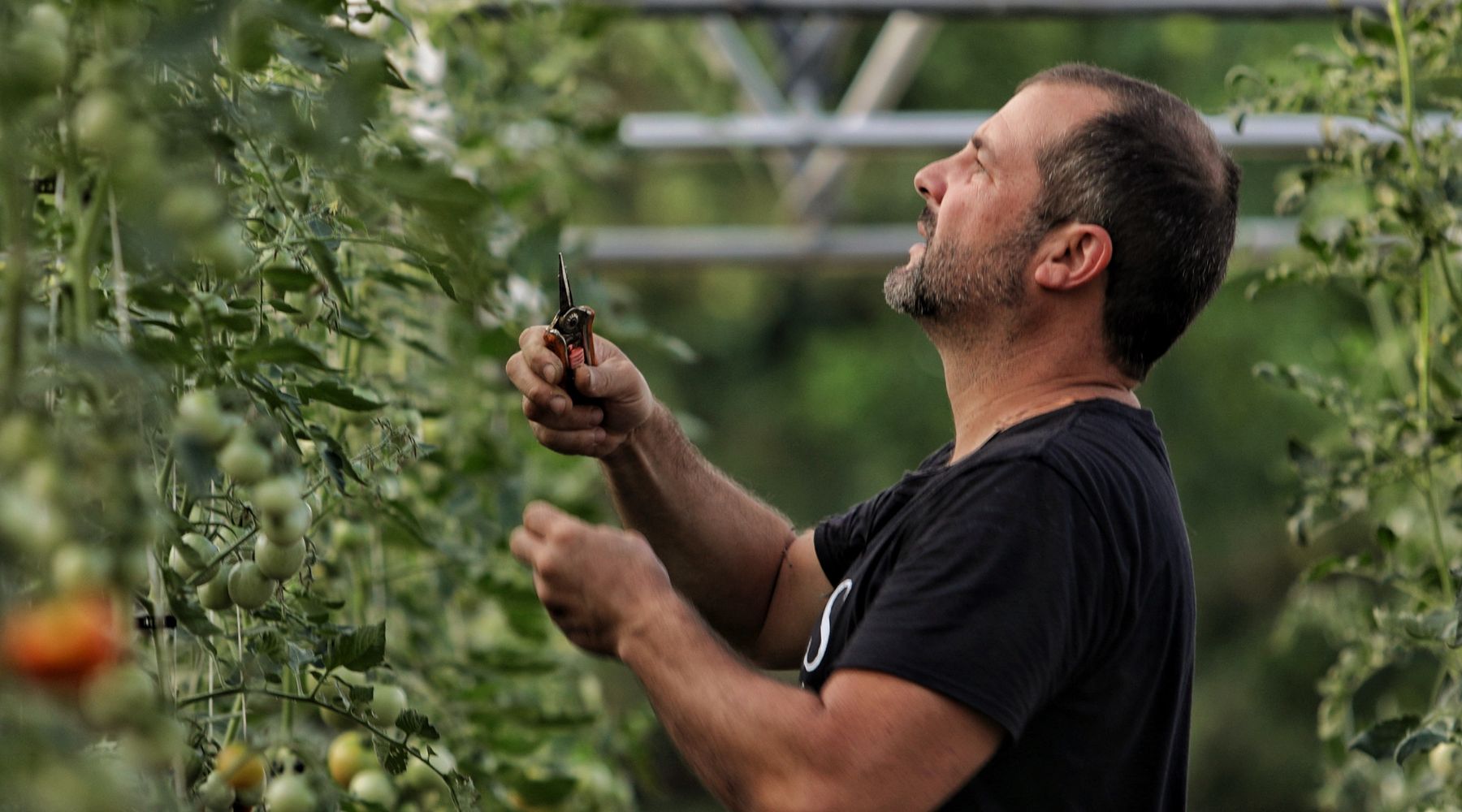 Tomatoes growing on trellised vines being pruned by a man in a black shirt. 