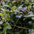 Blueberries in grow bags