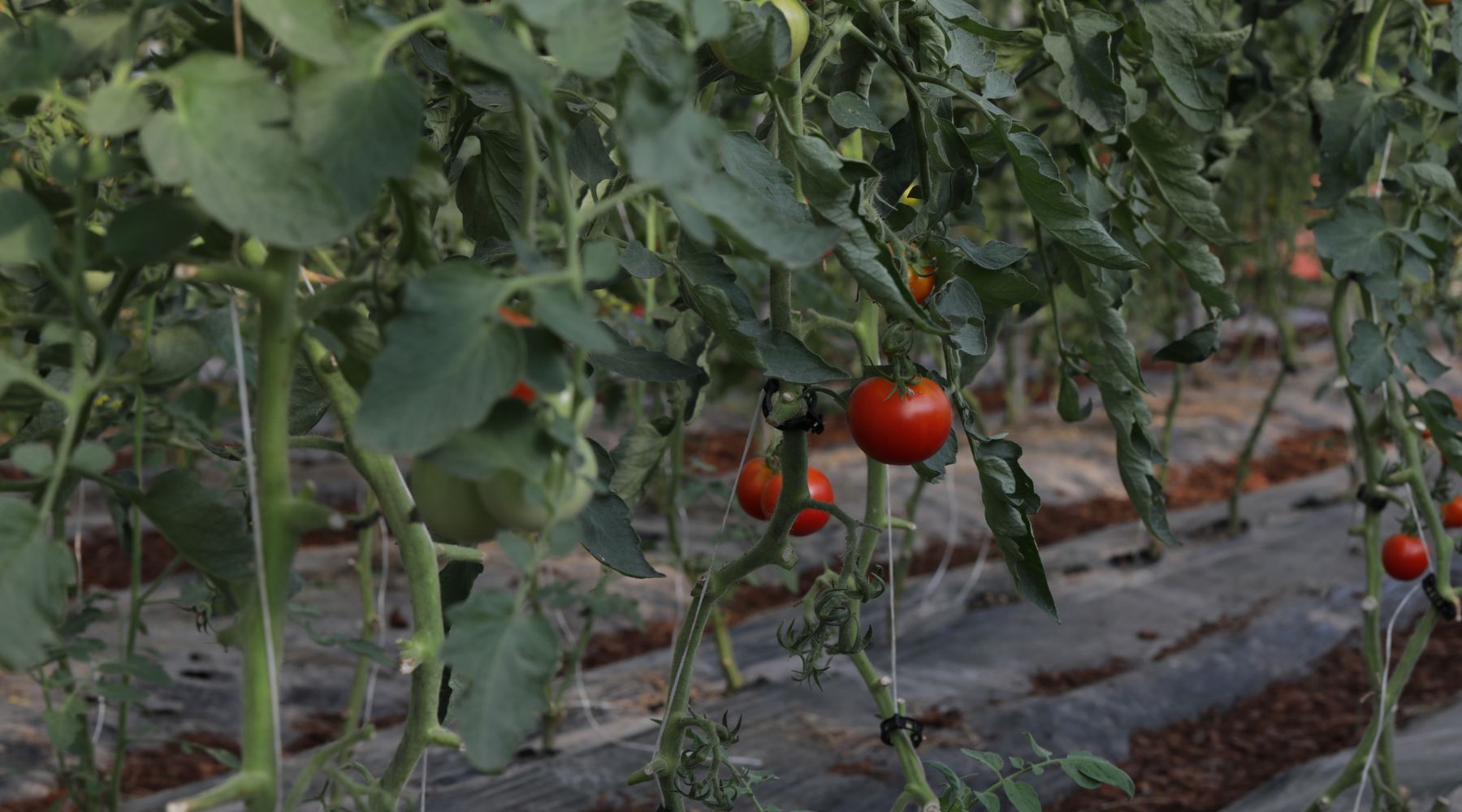 Building Trellis for Indeterminate Tomatoes