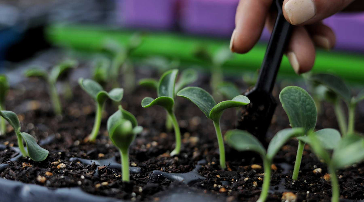 Tips for Successful Seedling and Plant Propagation