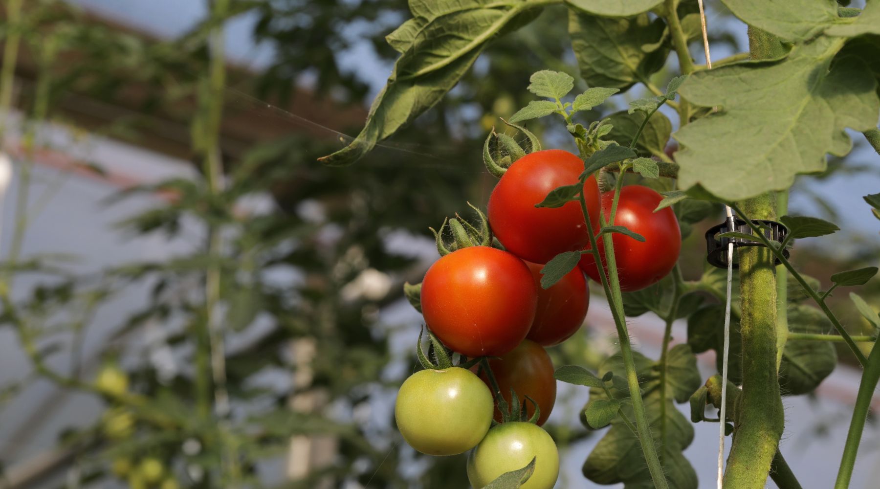 Tomatoes growing in a hoop house, trellised using the lowering and lean method