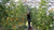 Overgrown tomatoes in a greenhouse being pruned by a farmer in a black shirt.