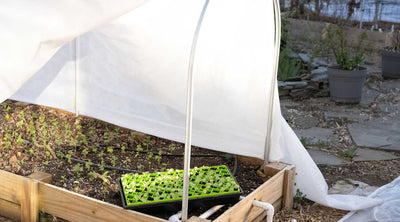 How Low Tunnels Can Simplify Hardening Off for Healthy Transplants