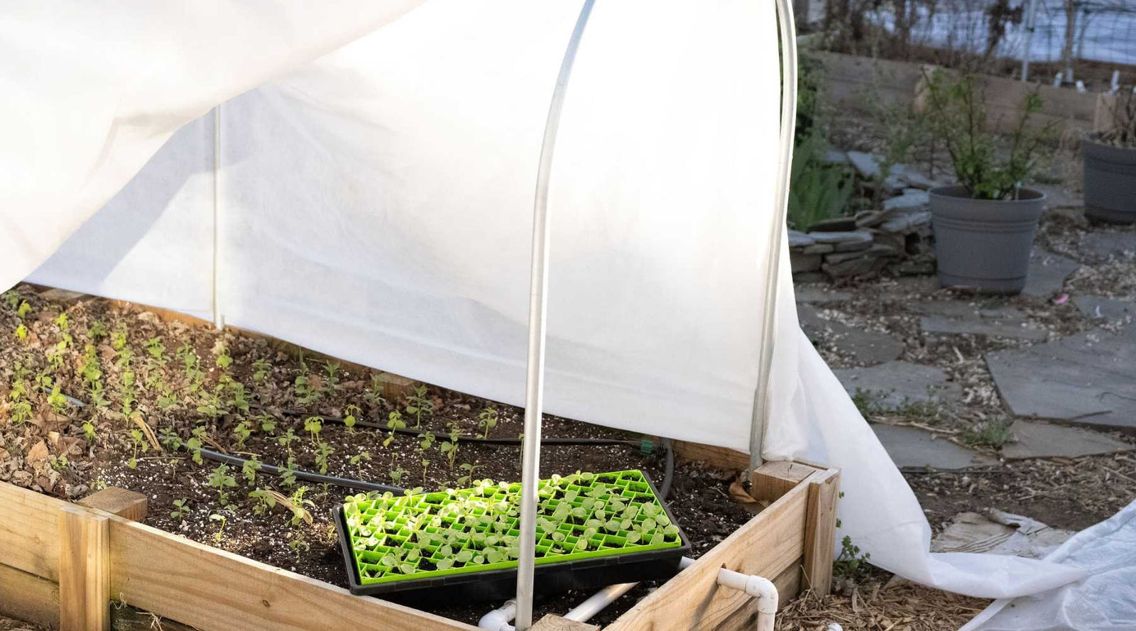 72CellAirpruneSunflowerSeedlings Under Low Tunnel For Hardening Off