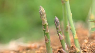 How to Successfully Germinate Asparagus Seeds