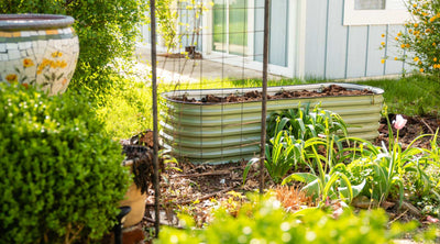 What Type of Garden Should You Start?