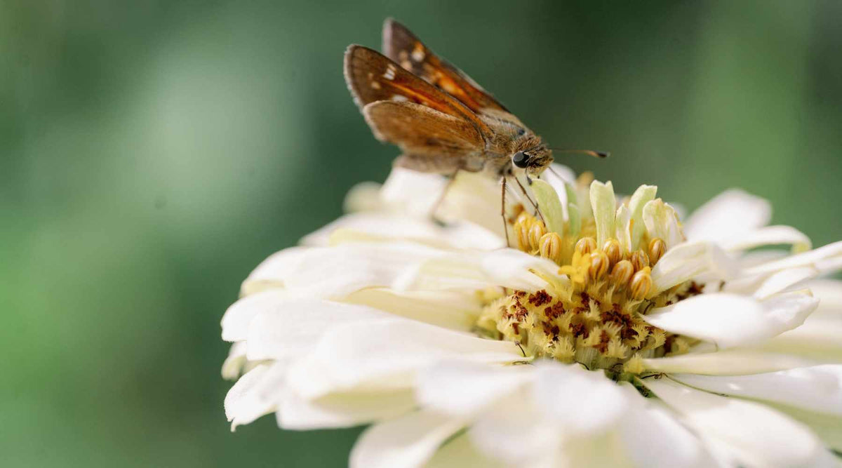 lacewing
